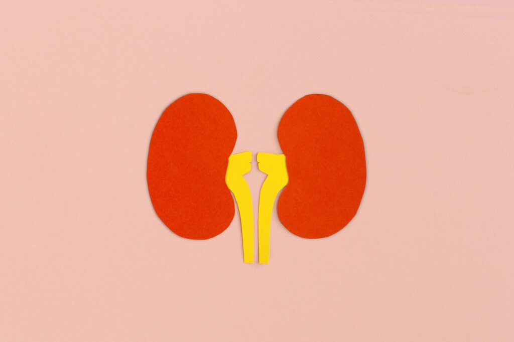 Paper kidneys on pink background