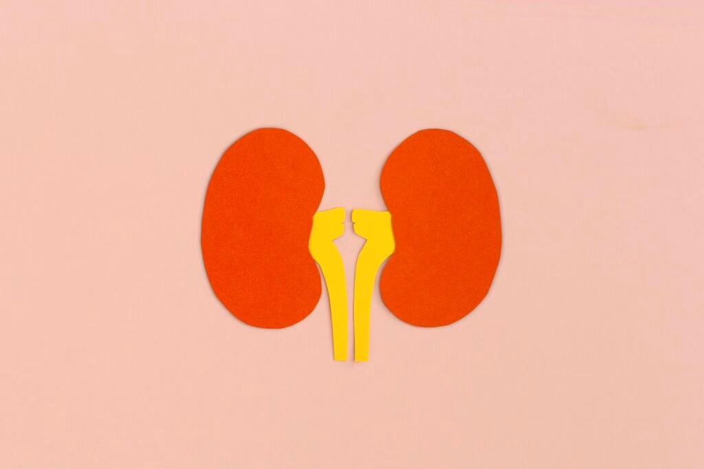 Paper kidneys on pink background